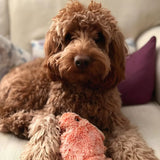 FurryPal™ - Endless fun for your furry friend - Levora