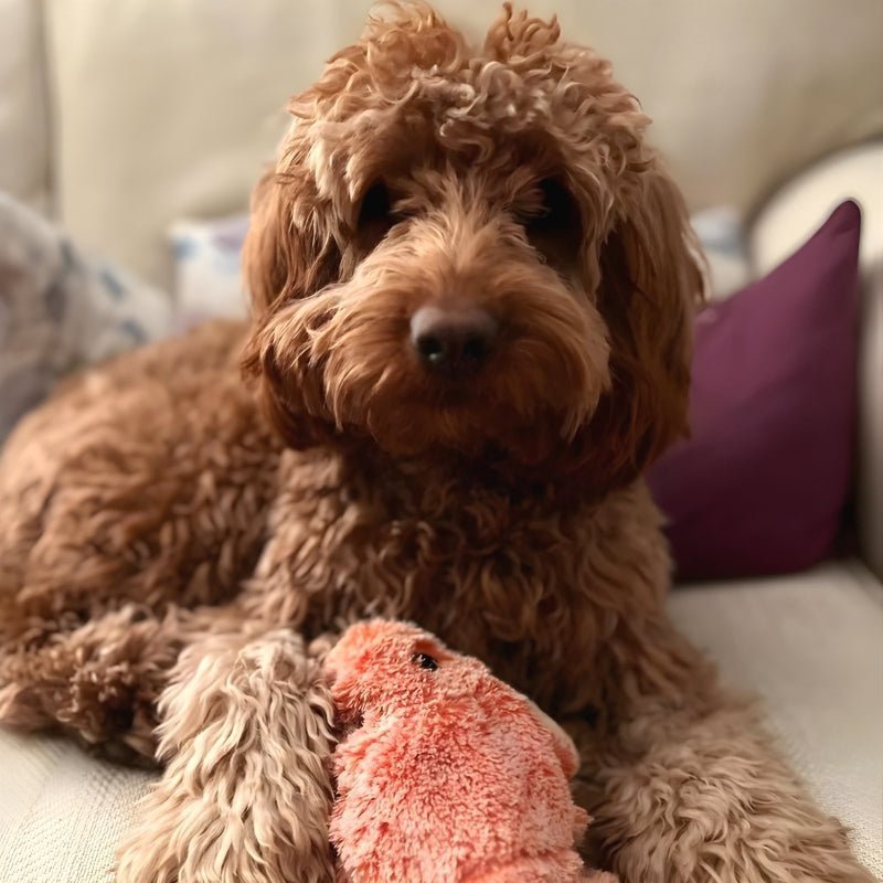 FurryPal™ - Endless fun for your furry friend - Levora